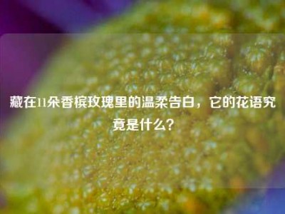 藏在11朵香槟玫瑰里的温柔告白，它的花语究竟是什么？