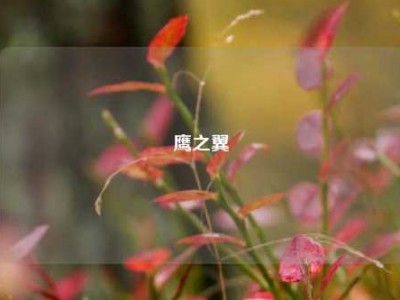 鹰之翼