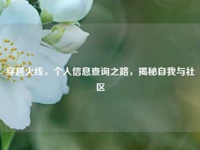 穿越火线，个人信息查询之路，揭秘自我与社区