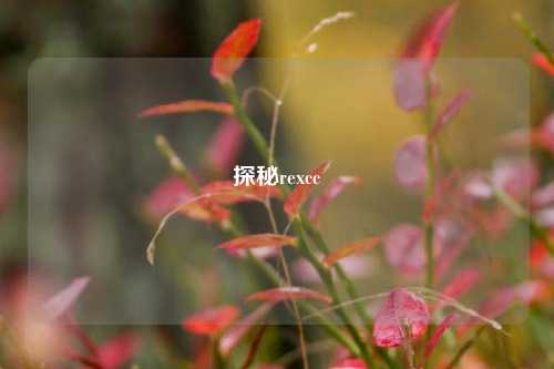 探秘rexcc