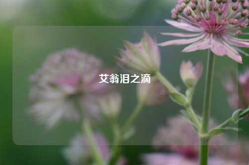 艾翁泪之滴